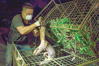 Man fined RM25,000 for having pangolins